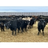 Image 12 : Hegedys Ranching - 825# January Weaned Steers - 300 Head (Acme, AB)