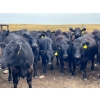 Image 2 : Boggy Springs Ranch - 970# September Grass Heifers - 100 Head (Maple Creek, SK)