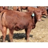 Image 7 : A&S Farms - 30 Red Replacement Heifers (Coaldale, AB)