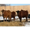 Image 9 : Winn Man Farms - 790# March/April Delivery Steers - 33 Head (Winnipegosis, MB)