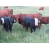 Image 19 : Storle Farms Ltd. - 630# October Delivery Steer Calves - 88 Head (Lake Alma, SK)