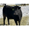 Image 10 : Cunningham Cattle Co. - 28 Straight Black Angus X Bred Heifers (Sundre, AB)