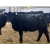 Image 4 : Eric Tarrant - 740# February Delivery Heifers - 70 Head (High River, AB)