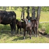 Image 2 : Pine River Cattle Co. - 470# Oct/Nov Delivery Heifer Calves - 100 Head (Lone Prairie, BC)
