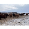Image 9 : Hines Ranching - 900# Dec/Jan Delivery Yearling Steers - 70 Head (Marwayne, AB)
