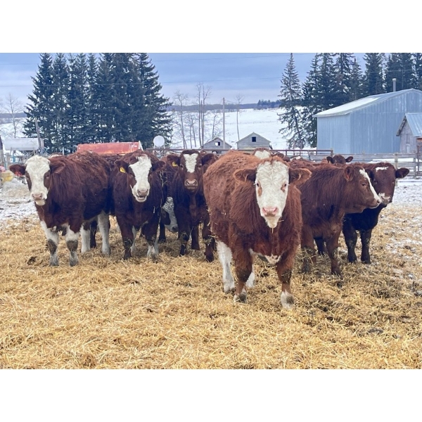 Splane Bros.  - 750# January Delivery Steers - 150 Head (Boyle, AB)