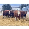 Image 1 : Splane Bros.  - 750# January Delivery Steers - 150 Head (Boyle, AB)