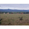Image 12 : Ootsa Lake Cattle Co. - 1025# September Delivery Grass Steers - 55 Head (Ootsa Lake, BC)