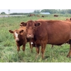 Image 3 : Malarky Farms - 35 Red/Red X Cow/Calf Pairs (Newdale, MB)