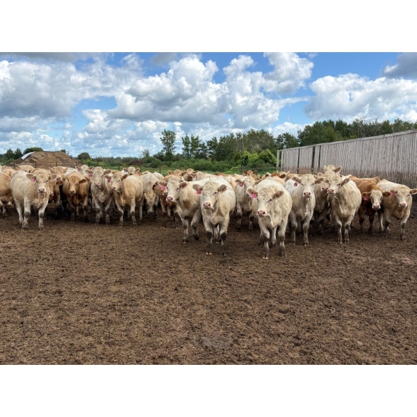 Brandt Boys Inc. - 975# August Delivery Heifers - 65 Head (Tolstoi, MB)