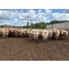 Image 1 : Brandt Boys Inc. - 975# August Delivery Heifers - 65 Head (Tolstoi, MB)