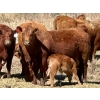 Image 3 : Meyer Cattle Inc. - 15 Red Angus X 3rd Calf Pairs (Lethbridge, AB)
