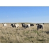 Image 3 : Wyatt & Meg Isaacson - 940# Sept/Oct Delivery Grass Steers - 64 Head (Killdeer, SK)