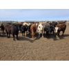 Image 2 : Driland Feeders - 900# June Delivery Heifers - 270 Head (Burdett, AB)