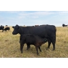 Image 7 : Circus Coulee Cattle (Robert & Jordy Hoff) - 530# November Steer Calves - 95 Head (Dorothy, AB)