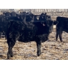 Image 3 : CC Farming Company - 680# January Delivery Heifers - 68 Head (Cayley, AB)