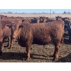 Image 4 : Hawk Ranching - 930# March Delivery Steers - 67 Head (Parkland, AB)
