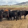 Image 3 : Idaho Dairies/Ranches - 40 Cows (Burley, ID)