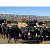 Image 8 : Downie Lake Colony - 860# March Delivery Heifers - 210 Head (Maple Creek, SK)
