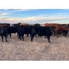 Image 7 : EJB Ranch - 540# November Delivery Steer Calves - 80 Head (Maple Creek, SK)