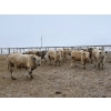 Image 4 : Douglass Agro - 765# March Delivery Weaned Steers - 250 Head (Gem, AB)