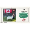 Image 1 : 4-H Sheep - Jacey Hallstrom - Lower North Thompson 4-H Club