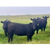 Image 2 : Valley View Ranch - 960# October Delivery Grass Heifers - 125 Head (Strathmore, AB)