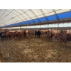 Image 3 : ES Cattle Company - 1000# May Delivery Steers - 62 Head (Eaglesham, AB)