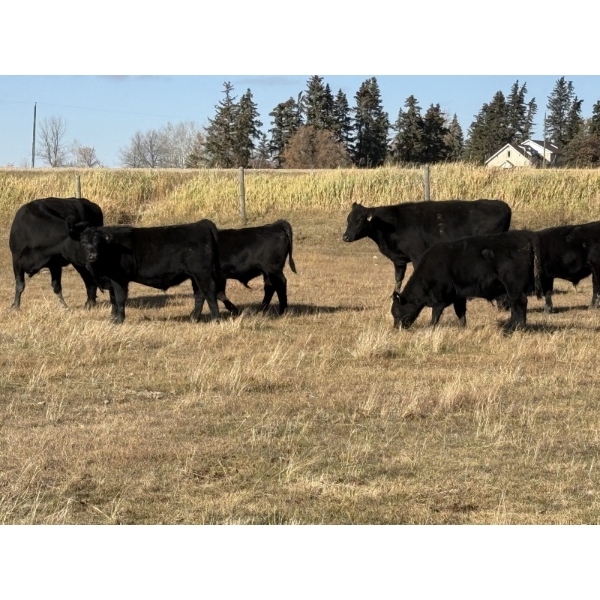 Darren & Tamara Schultz - 510# October Delivery Steer Calves - 60 Head (Bashaw, AB)