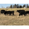 Image 1 : Darren & Tamara Schultz - 510# October Delivery Steer Calves - 60 Head (Bashaw, AB)