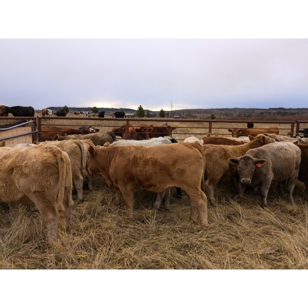 Silver Springs Ranch - 660# October Delivery Steer Calves - 90 Head (Kamloops, BC) 