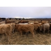 Image 1 : Silver Springs Ranch - 660# October Delivery Steer Calves - 90 Head (Kamloops, BC) 
