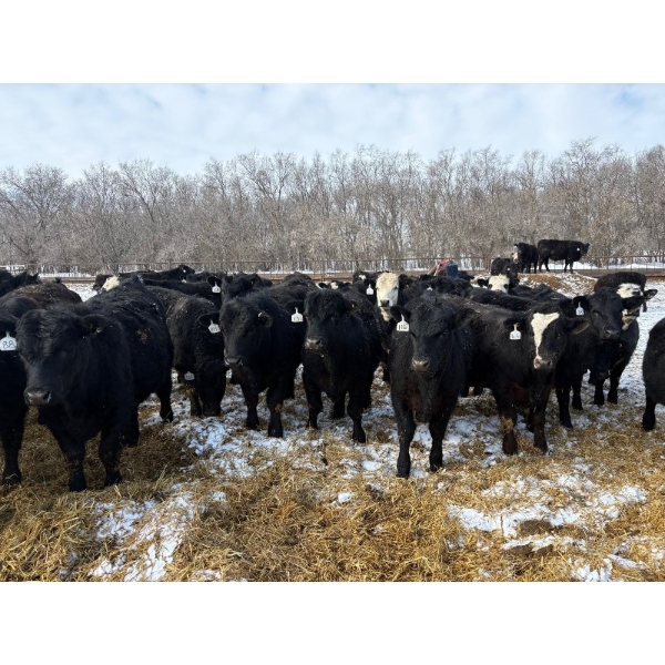 SNC Ranching - 930# March Delivery Steers - 185 Head (Arcola, SK)