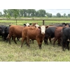 Image 3 : Wynnton Brandt - 950# July Delivery Heifers - 65 Head (Tolstoi, MB)