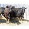 Image 4 : Leib Farm & Ranch Ltd. - 20 Black Angus/Black Angus X Pairs (Southey, SK)