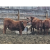 Image 3 : C.O. Johnson & Sons Ranches - 895# February Delivery Steers - 173 Head (Scandia, AB) VBP+