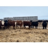 Image 4 : Hines Ranching - 875# February Delivery Yearling Steers - 70 Head (Marwayne, AB)