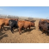 Image 15 : Greg Trewin - 1025# October Delivery Heifers - 122 Head (Coulter, MB)