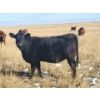 Image 3 : Colton Battrum - 20 Black Heifers