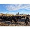 Image 7 : Franz Land & Cattle - 840# March Delivery Heifers - 75 Head (Medicine Hat, AB)