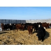Image 2 : Tee Two Land & Cattle Co. - 780# April Weaned Steers - 78 Head (Kelliher, SK) VBP+