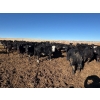 Image 5 : DK Livestock - 820# February Delivery Heifers - 242 Head (High River, AB)