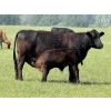 Image 5 : Jordan, Beau & Tom Jackson - 580# October Delivery Steer Calves - 85 Head (Sundre, AB)