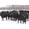 Image 3 : Flying B Ranching Co. - 950# April Delivery Steers - 45 Head (Kennedy, SK)