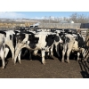 Image 6 : CS Livestock - 575# Holstein Steers - 27 Head (Rimbey, AB)