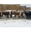 Image 5 : Merrick Campbell Herd Dispersal - 44 4 & 5 Year-Old Bred Cows (Calahoo, AB) VBP+