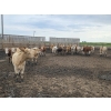 Image 8 : Ripple Rock Ranch - 725# August Delivery Heifers - 90 Head (Fincastle, AB)