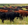 Image 3 : Terry & Wanda Martin - 875# September Delivery Grass Heifers - 650 Head (Watrous, SK)