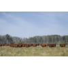 Image 4 : Cornerglen Ranching (J-J) - 12 Red Angus April/May Calving Bred Heifers (Crestomere, AB)