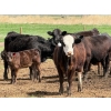 Image 3 : Kyle Torkelson - 8 BBF 1st Calf Pairs (Millicent, AB)